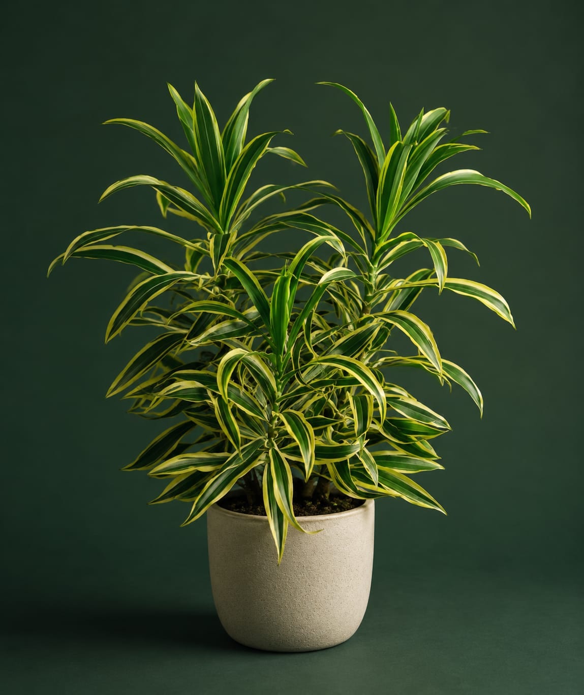 Shrub