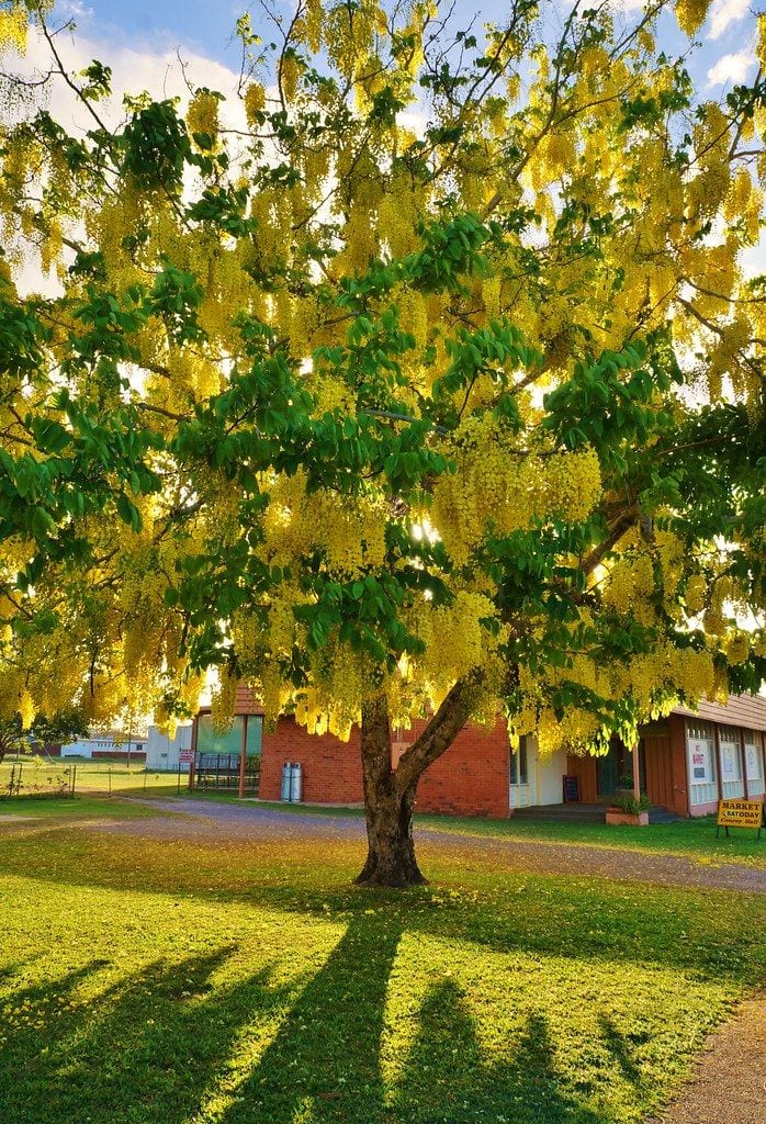Cassia fistula – Golden Shower Tree