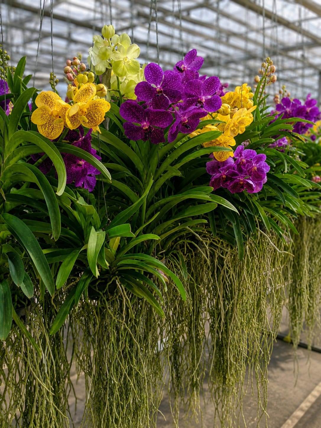 Vanda Orchid