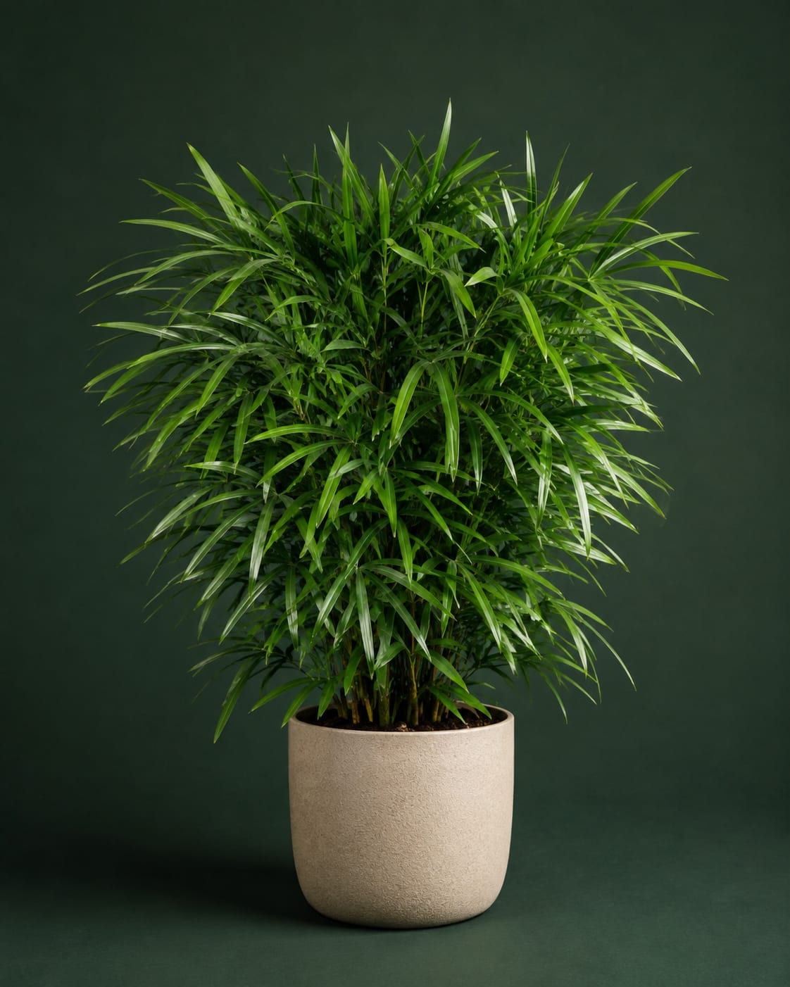 Raphis Palm