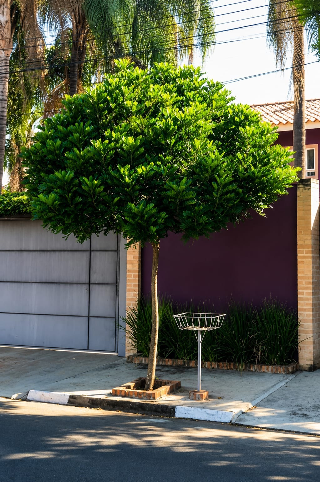 Trees