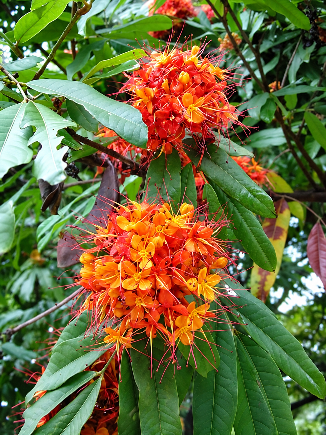 Saracca Indica