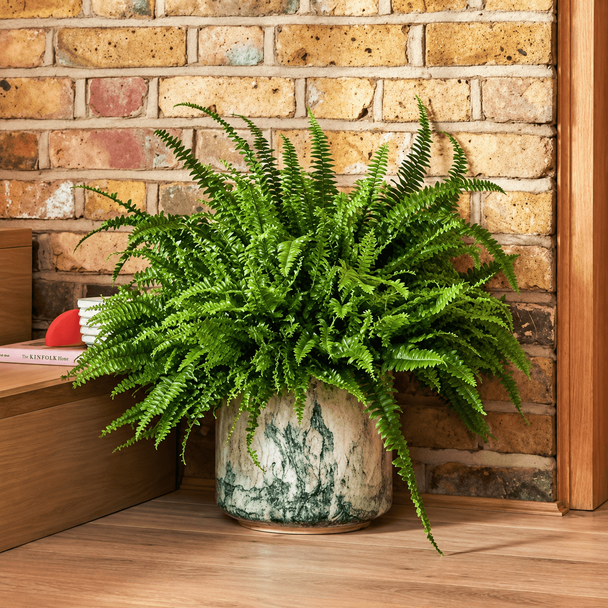 Shade Loving Fern
