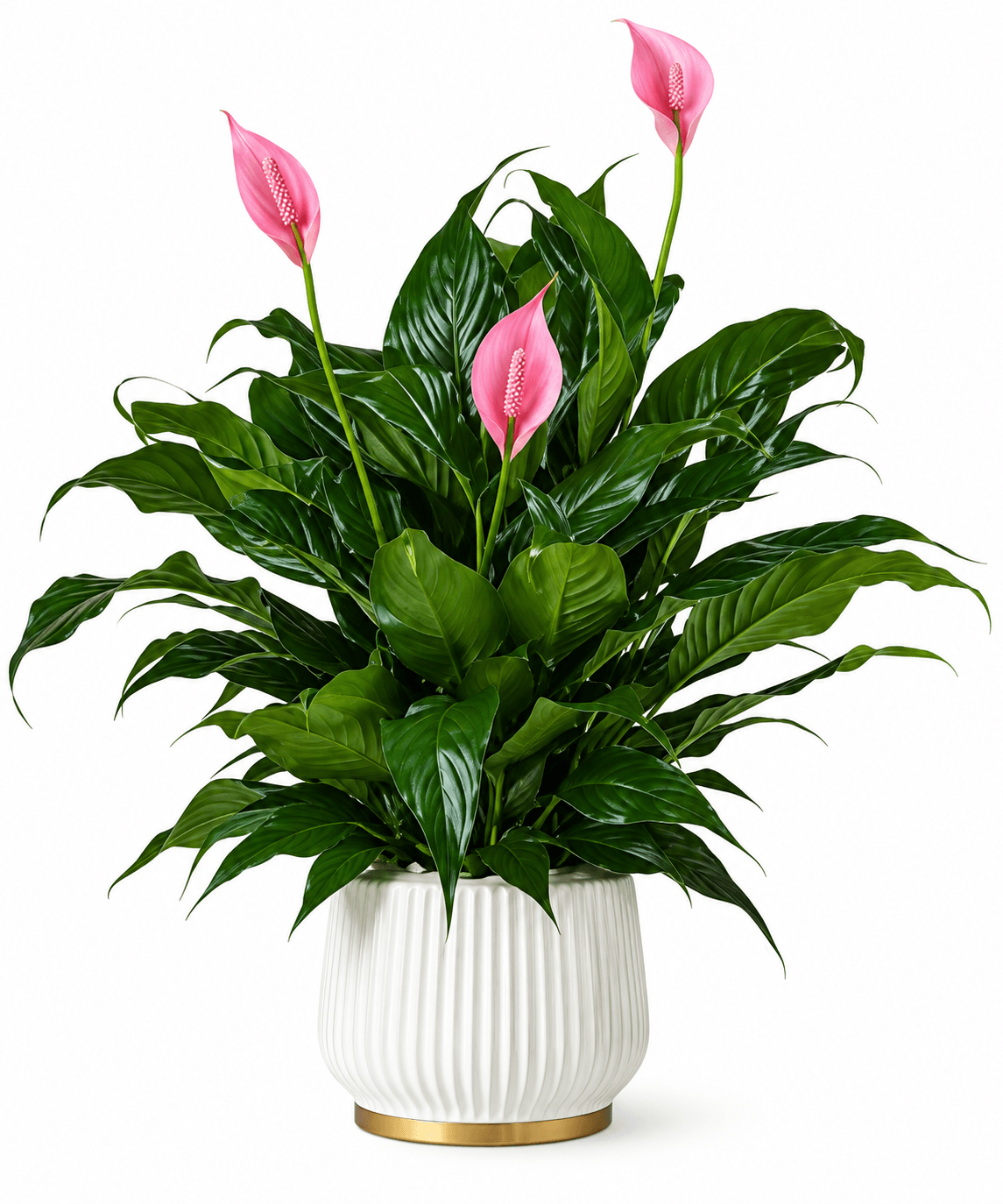 Peace Lily - Spathiphyllum