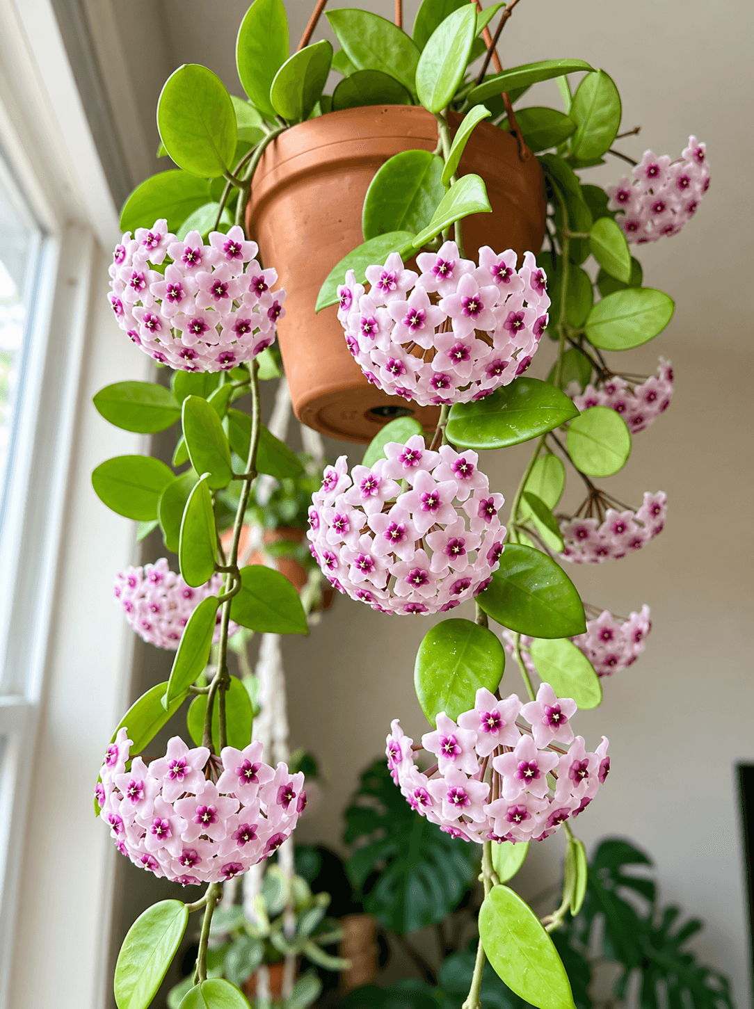 Plants