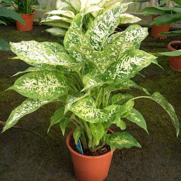 Aglaonema