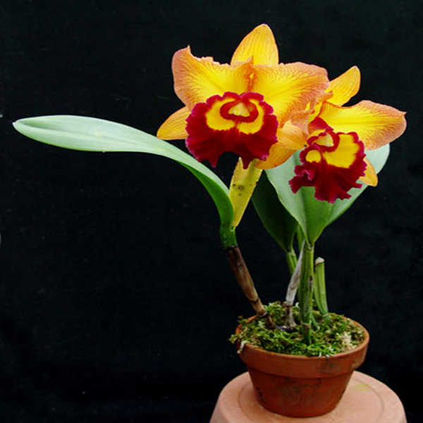 Cattleya