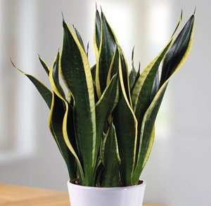 Sansevieria