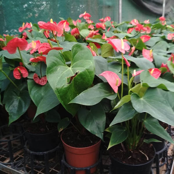 Anthurium