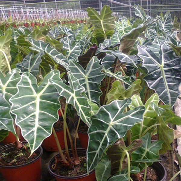 Alocasia