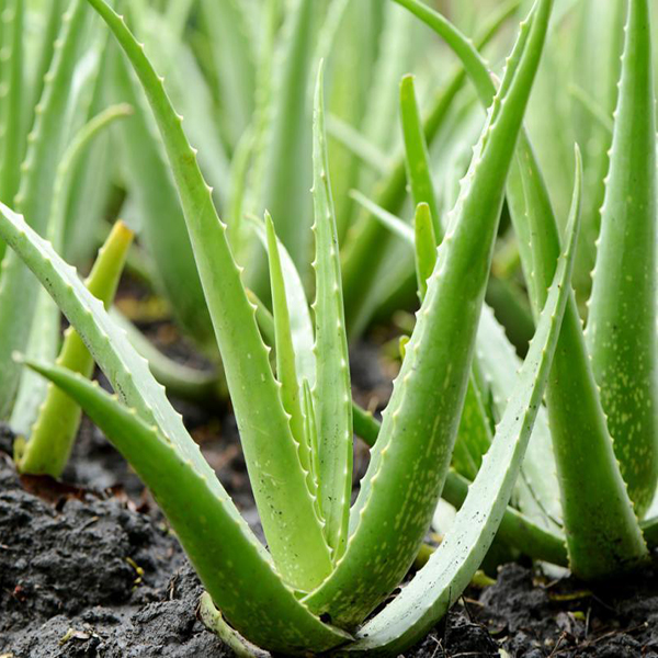 Aloevera-Plants