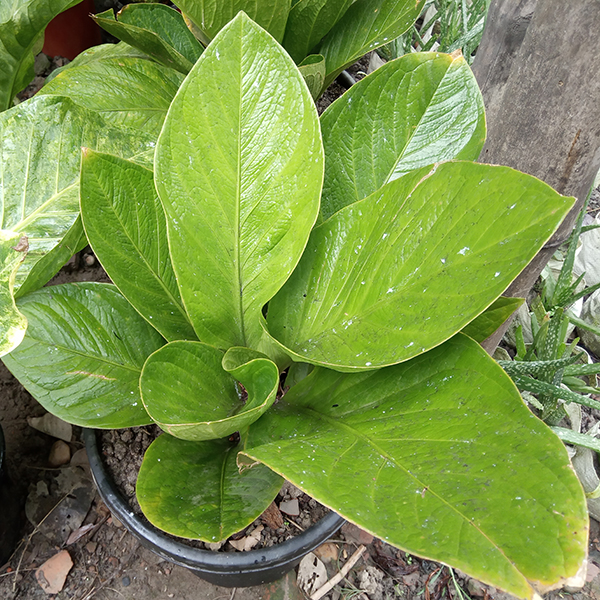 Anthurium foliage