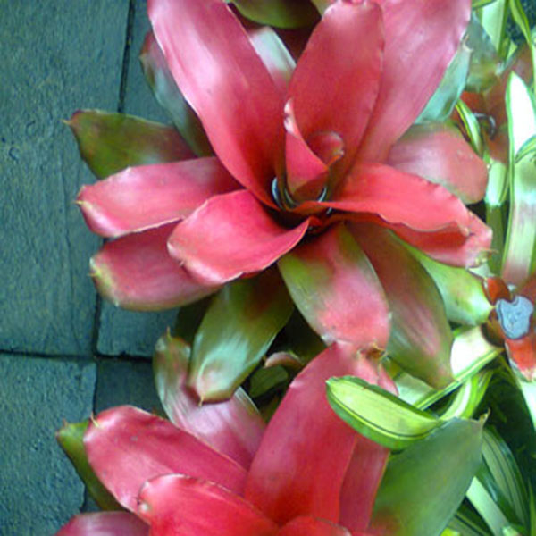 Bromeliad