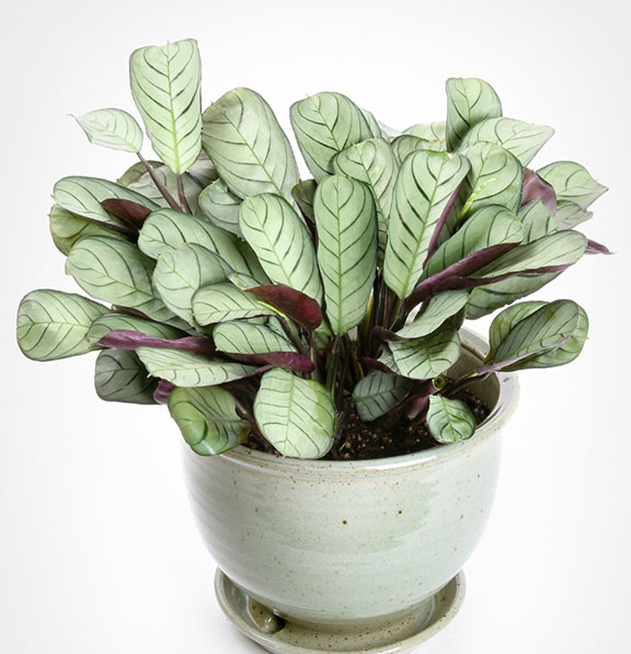 Calathea Amagris