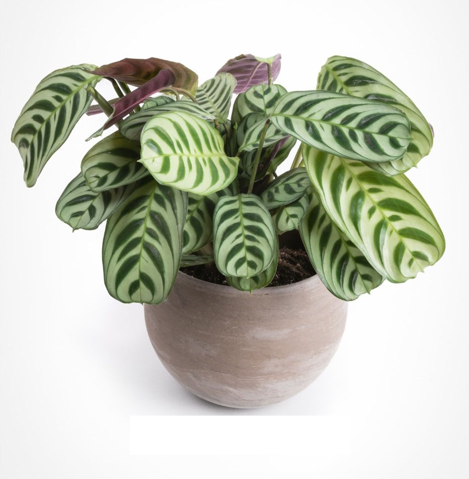 Calathea Burle Marxii