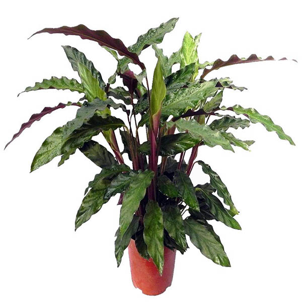 Calathea Rufibarba