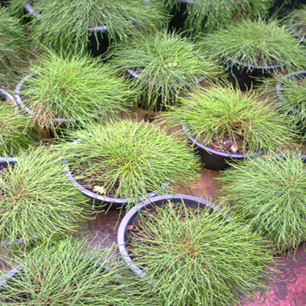 Casuarina Dwarf