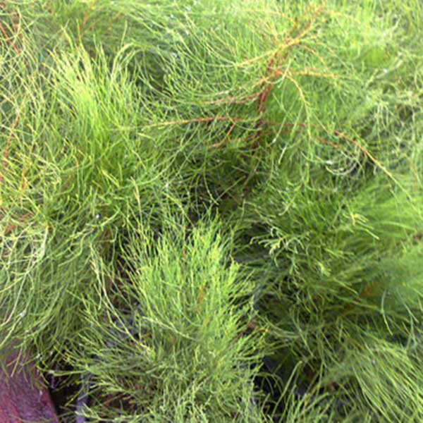 Casuarina Jhau