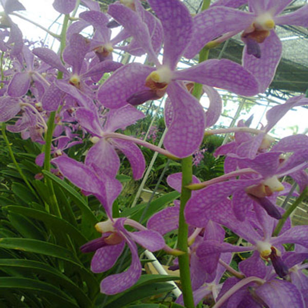 Dendrobium