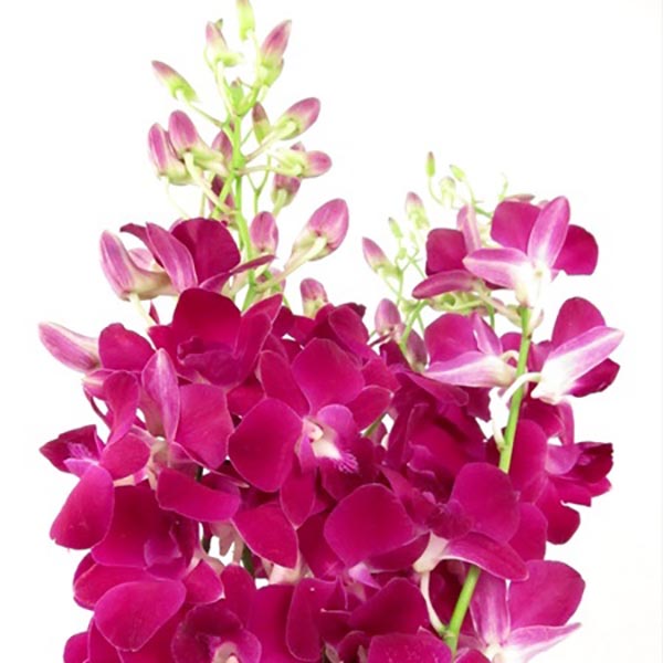 Dendrobium