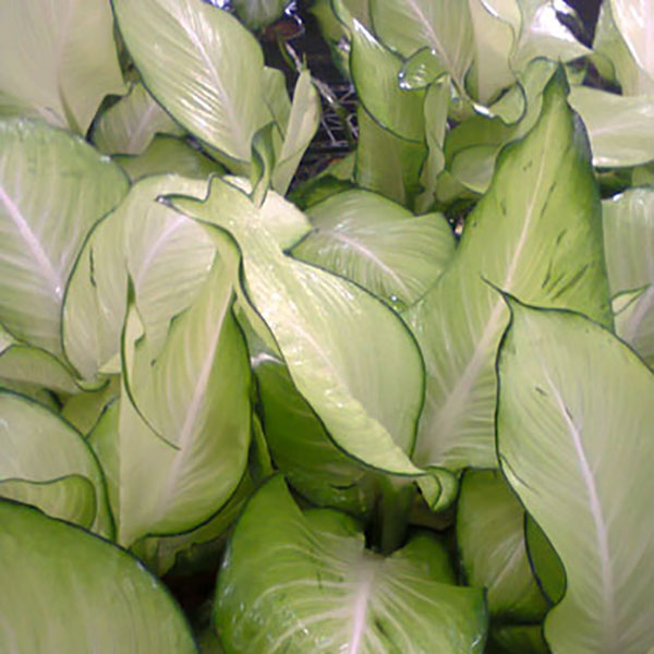 Dieffenbachia rudolph