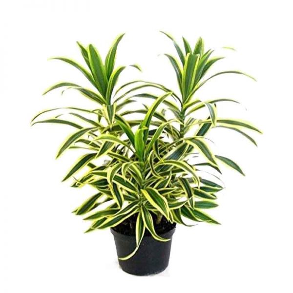 Dracaena reflexa