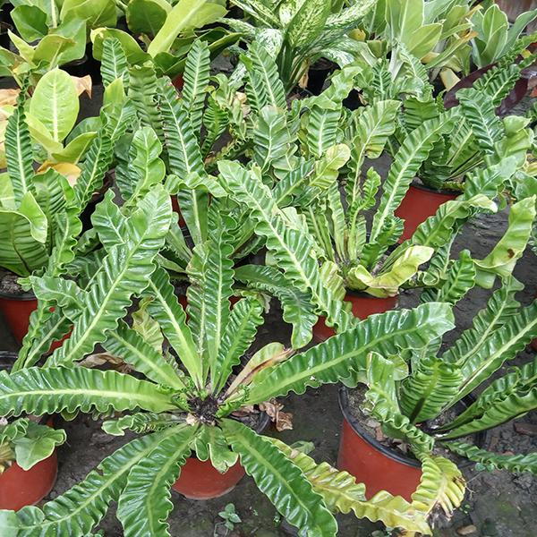 Fern Cobra