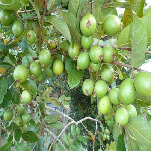 Guava