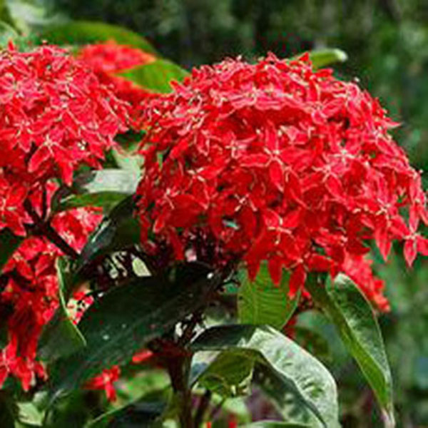 Ixora