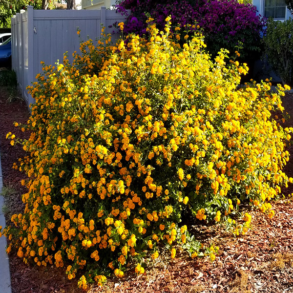 Lantana yellow