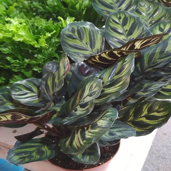 Maranta