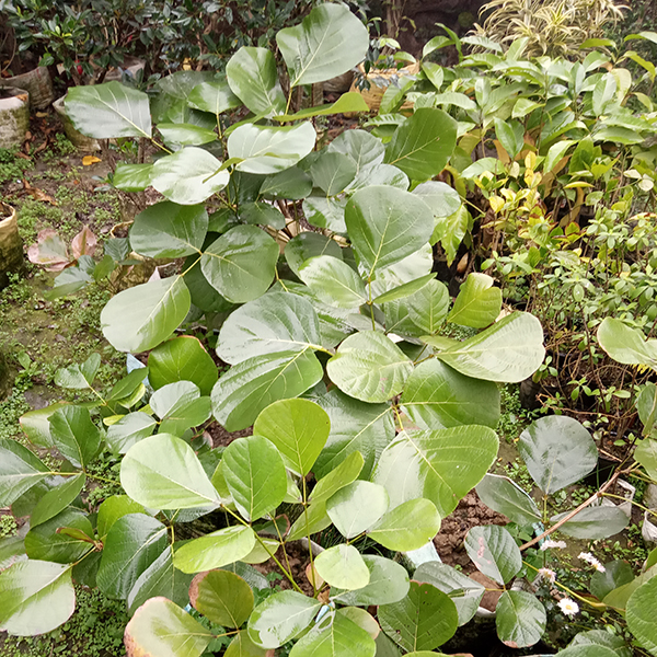 Palash
