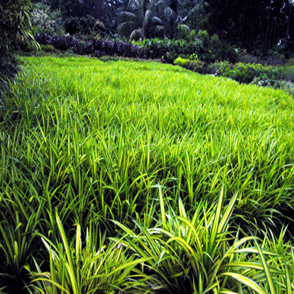 Pandanus