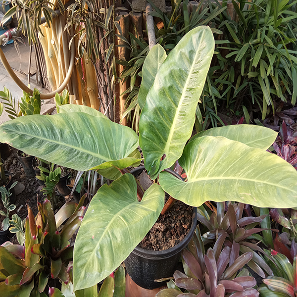 Philodendron