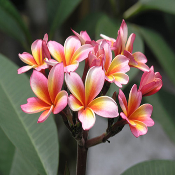 Plumeria Dwarf