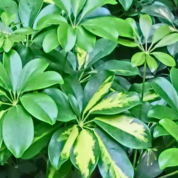 Schefflera-green