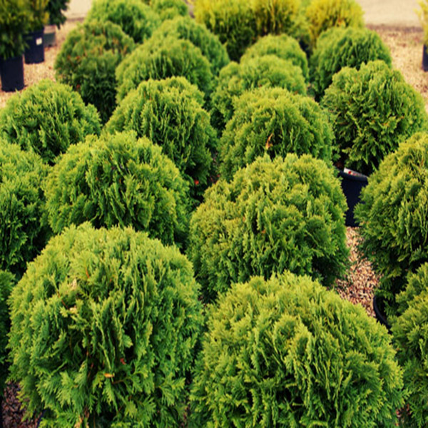 Thuja Yellow