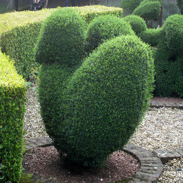 Topiary