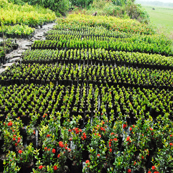 Varieties Seedlings