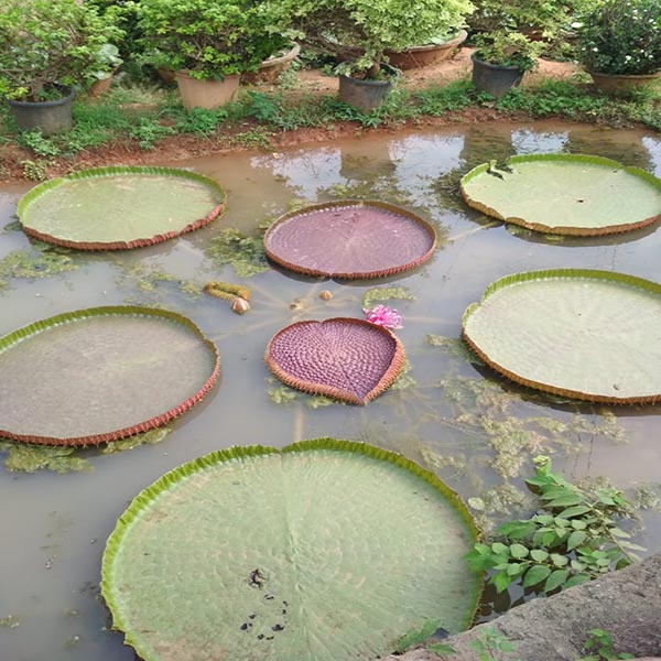 Victoria Amazonica