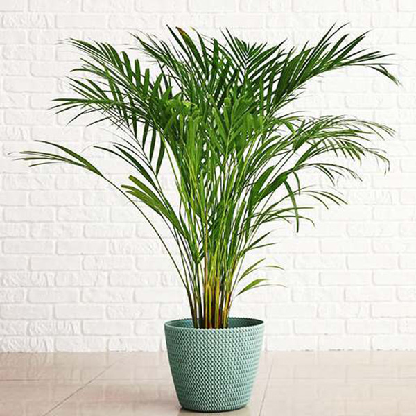 Areca Palm