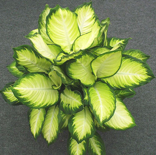 Dieffenbachia Tropic Honey