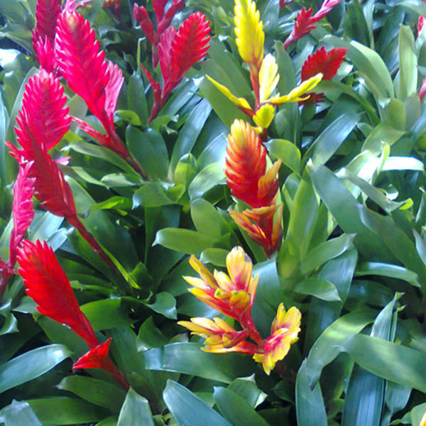 Outdoor Plant