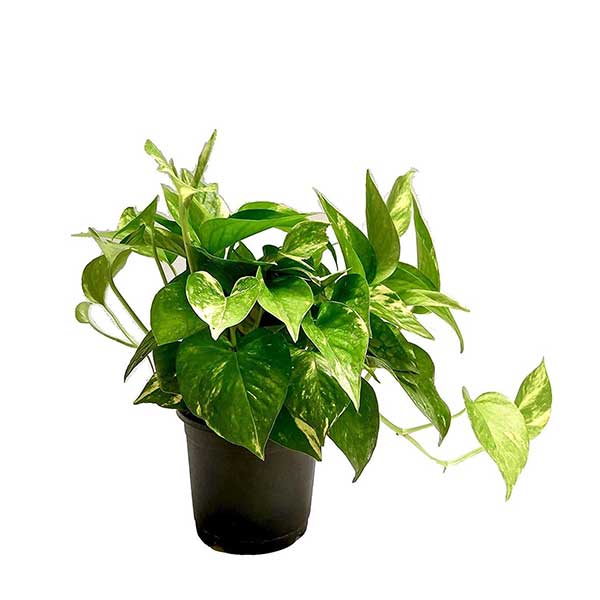 Money plant