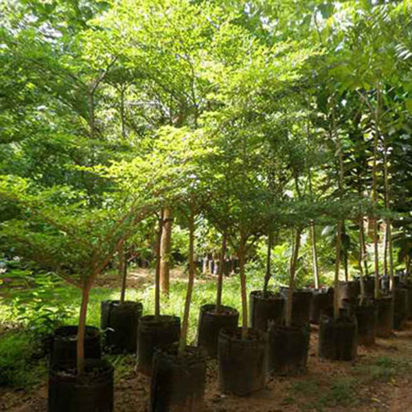 Trees