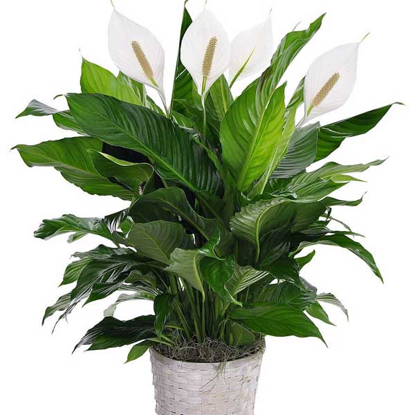 Spathiphyllum