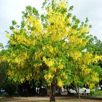 Cassia fistula