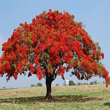 Delonix regia