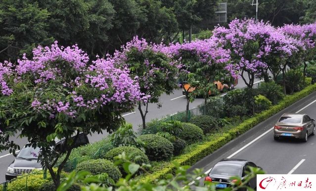 Lagerstromia