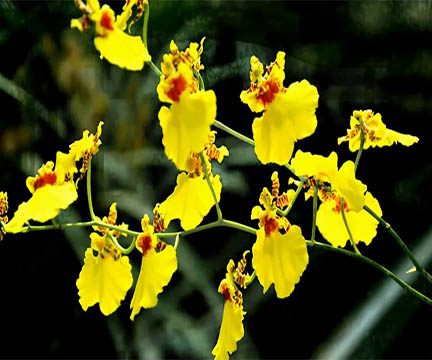 Oncidium